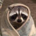 RACCOONS